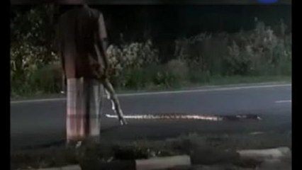 கோவை சாலையைக் கடக்க மலைப்பாம்புக்கு உதவிய நல்ல மனிதர்! - வீடியோ