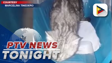 Pet owners complain about animal mistreatment at NAIA