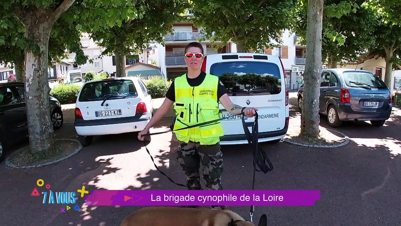 Connaissez vous Jungle l'un des malinois de l'équipe cynophile de la gendarmerie de notre département , non ? alors découvrez le cette semaine dans 7 à vous !