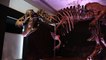 Ce T-Rex, vendu 31,8 millions de dollars, est le plus cher du monde