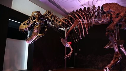 Ce T-Rex, vendu 31,8 millions de dollars, est le plus cher du monde