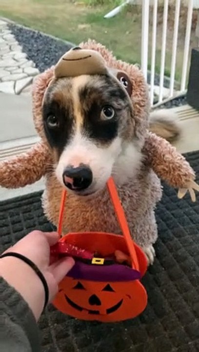 Dressed up Dog Gets Halloween Treat