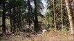 Collapsing Tree Crushes a House