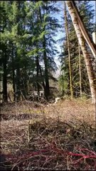 Collapsing Tree Crushes a House