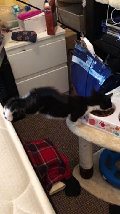 Kitten Stretches for a Snack
