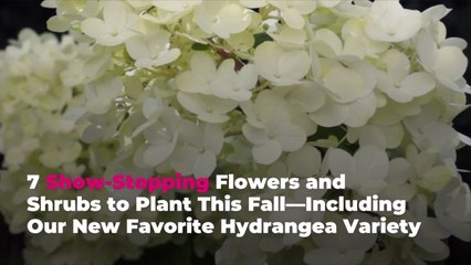 7 Show-Stopping Flowers and Shrubs to Plant This Fall—Including Our New Favorite Hydrangea