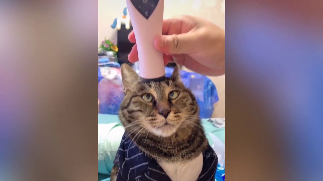 Funny Animals Compilation