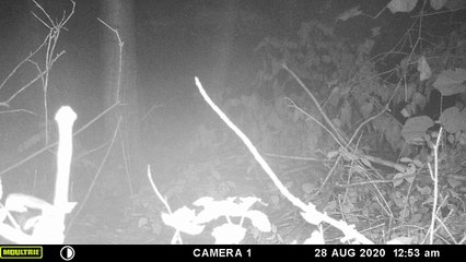 an endangered NY wood rat or is it a baby possum? MFDC0090