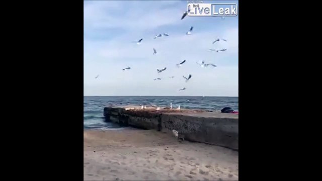 Ce chat sournois capture une mouette d'une façon géniale