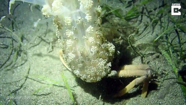 Ce crabe a une technique de camouflage incroyable : il porte une anémone sur le dos