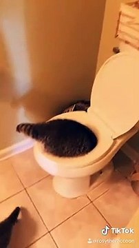 Elle découvre un raton laveur dans la cuvette des toilettes