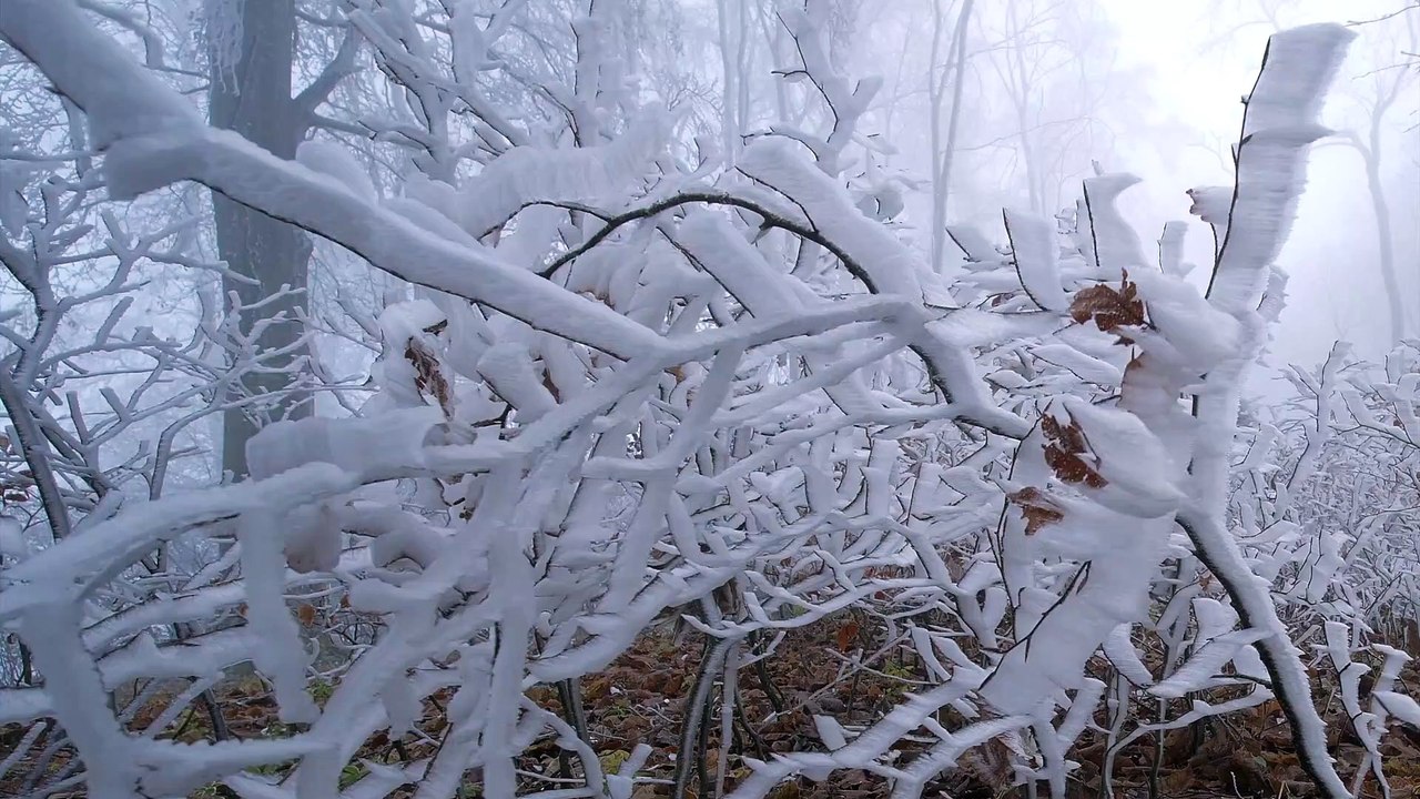 Hoarfrost - 30584