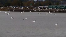 Les oies blanches offrent un magnifique spectacle