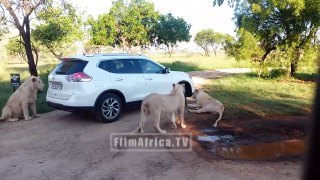 Lion Open Car Door as vehicle travels through an unknown reservation!