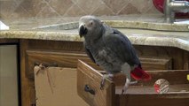 Einstein the talking parrot loves to sing and dance
