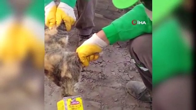 Kafası teneke kutuya sıkışan kediyi kurtaran işçiler onurlandırıldı