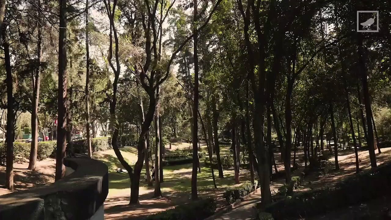Parque Hundido, un pulmón en Insurgentes