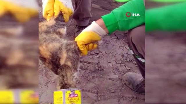 Kafası teneke kutuya sıkışan kediyi temizlik işçisi kurtardı
