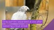 Gray parrots separated at zoo after swearing a blue streak, and other top stories in strange news from October 08, 2020.
