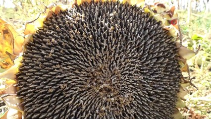 Muş’ta ilk defa ekimi yapılan çerezlik ay çekirdeği hasadına başlandı