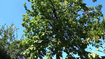 Baba mirası ağacı kesmeye kıyamadı, 8 yıldır evinin içerisinde ağaçla yaşıyor