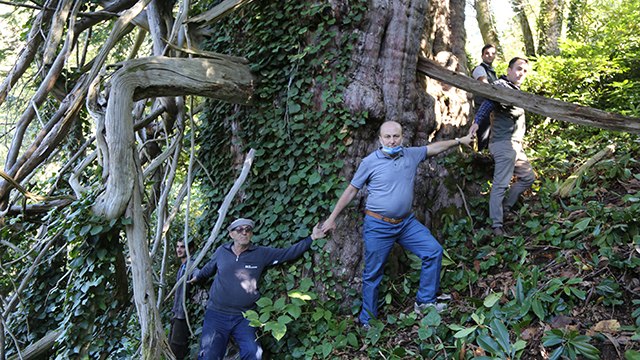 Türkiye’nin en geniş çaplı porsuk ağacı Artvin’de tescillendi