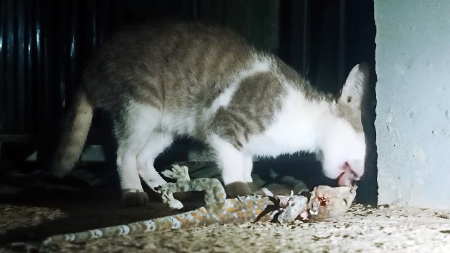 OMG! CAT EATS GECKO Funny and Cute Cats Videos Compilation​​ (Upon Lifestyle Primitive)