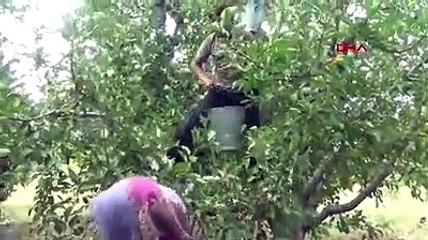 Elması ile ünlü Bayramiçte üreticiler dolu uyarısıyla hasadı hızlandırdı