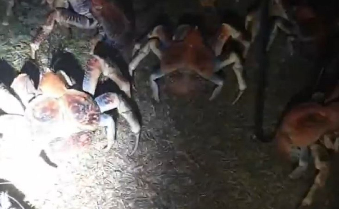 Ils allument un barbecue en pleine nuit et vont attirer de veritables monstres