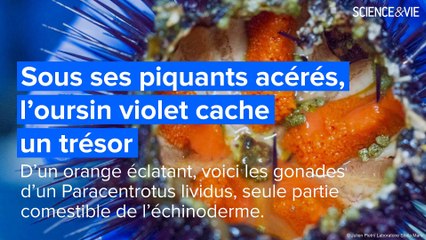 "La preuve par l’image 2020" : Vingt belles photos pour voir la science autrement