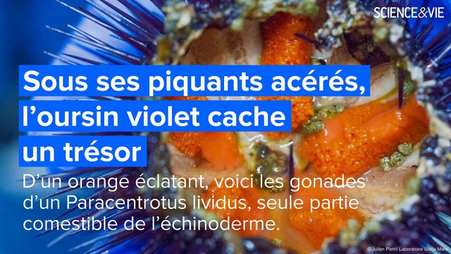 La preuve par l’image 2020 : Vingt belles photos pour voir la science autrement