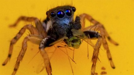 8 नीली आंखों  वाली Spider को देख चौंक जाएगे आप । Viral हुई Photos | Boldsky