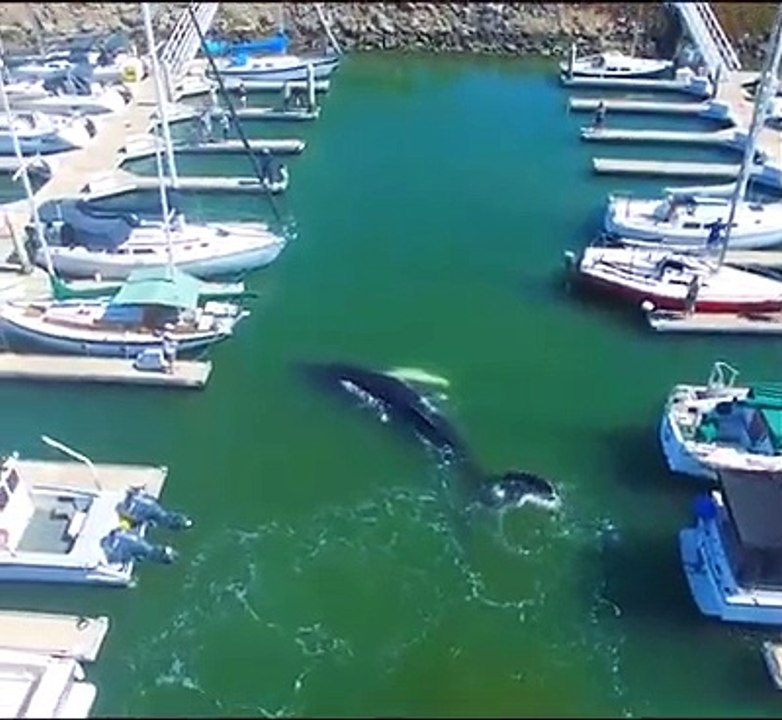 BaleineDansUnPortDrone_PacificEagleAirCam