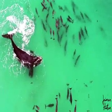 Baleines-Dauphins-Australie_jaimen_hudson