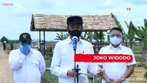 Jokowi Gunakan Drone dan Traktor Apung Urus Food Estate