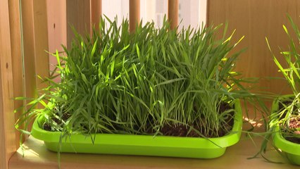 종자보다 몸에 더 좋은 '곡물 새싹'...부가가치도 높여요 / YTN