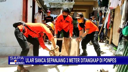 Geger Ular Sanca Masuk Ponpes, Sempat Makan 2 Ayam Santri