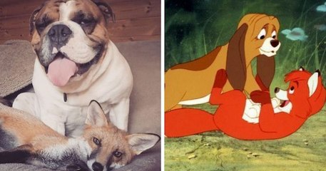 Une belle amitié est née entre ce chien et cette renarde, comme dans Rox et Rouky !