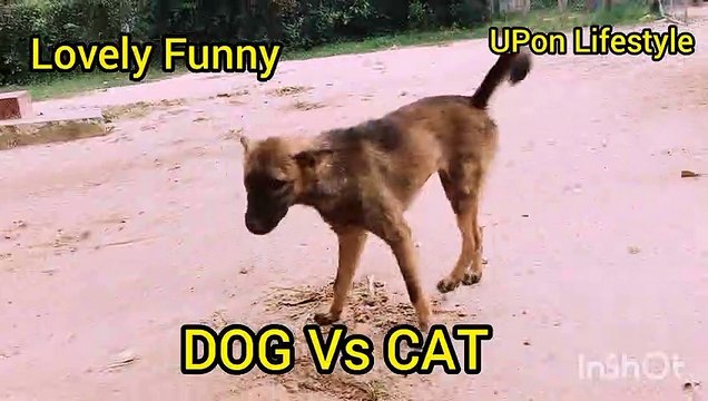 Dog Vs Cat fighting funny2020 (UPon Lifestyle Primitive )