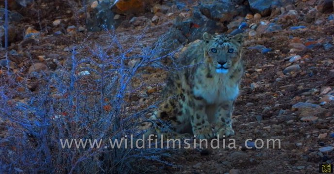 Snow Leopard of the Himalaya- most magnificent cat