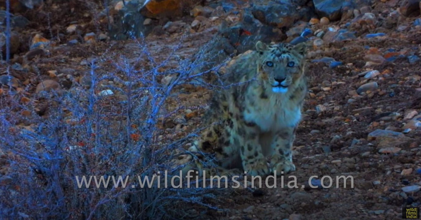 Snow Leopard of the Himalaya- most magnificent cat