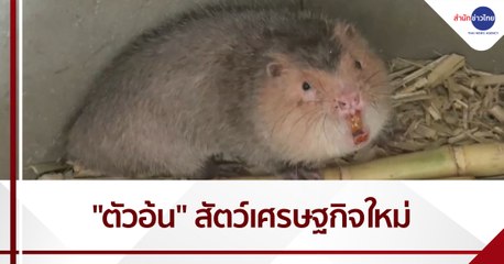 "ตัวอ้น" สัตว์เศรษฐกิจใหม่ จ.อุทัยธานี