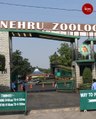 Hyderabad Nehru Zoological Park re-opens after nearly 7 months