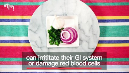 Are You Feeding Your Dog These Harmful Foods?