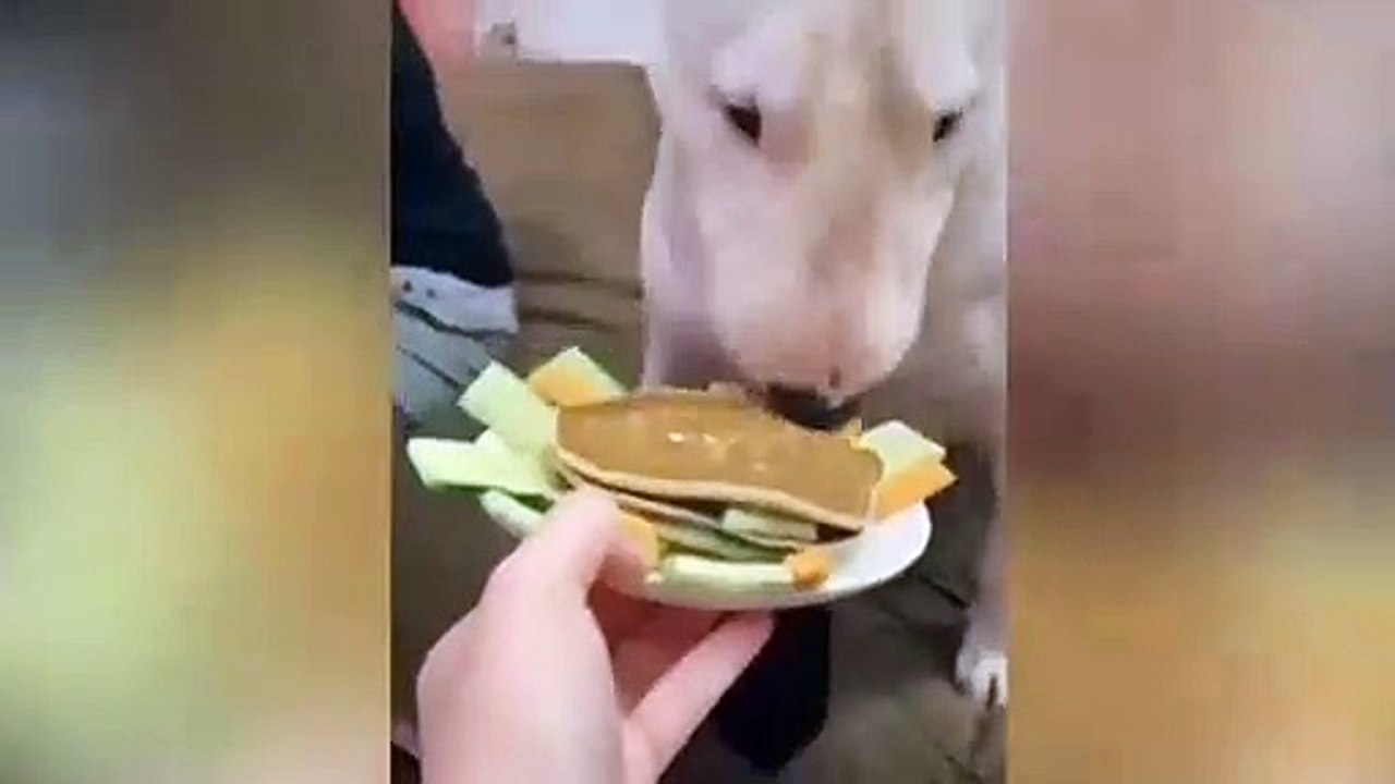 How to top 10 pets Dog Reaction to Cutting Cake - Funny Dog Cake Reac