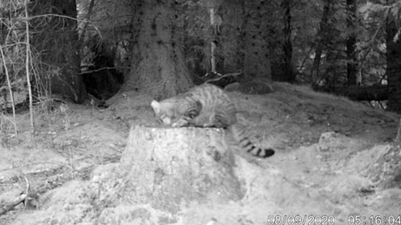 Wild kitten in Aberdeenshire