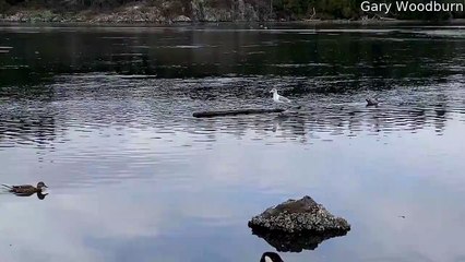 Lazy Bird Doesn't Need to Fly