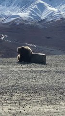 Bear Scratches Back on Large Rock