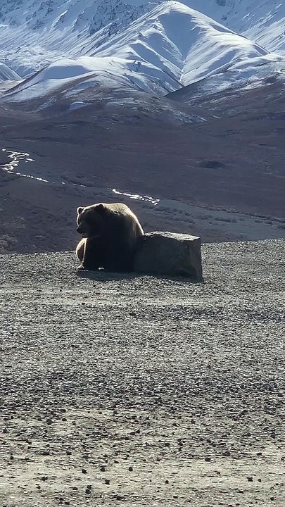 Bear Scratches Back on Large Rock