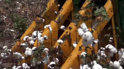 Aposta na retomada do cultivo do algodão dá resultado em Iguatu